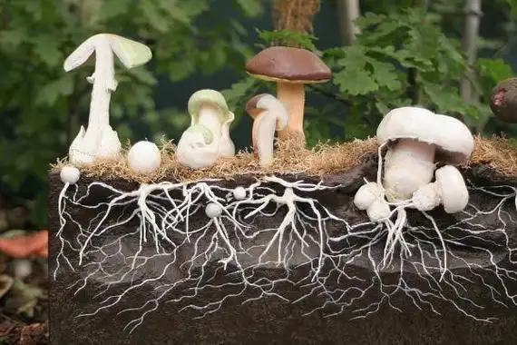 蘑菇是怎么生长出来的