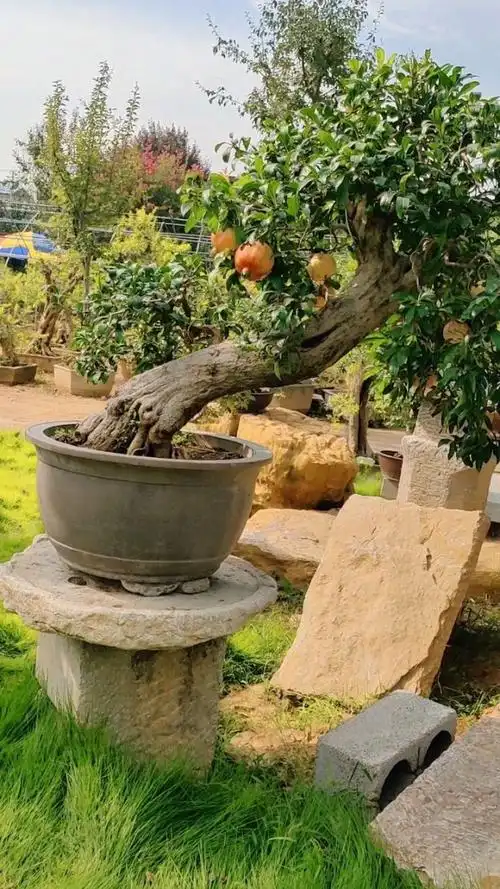 临水式大红袍石榴盆景,微电13791407068