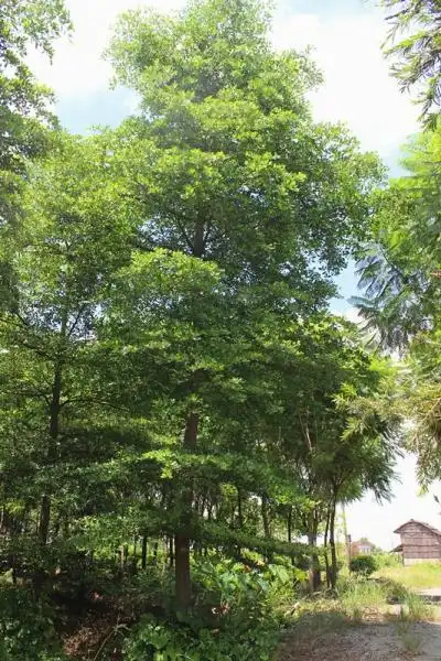 小叶榄仁(细叶榄仁)