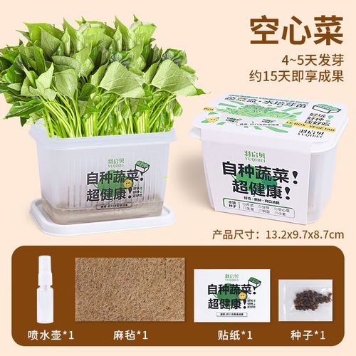 苗观察蔬菜生长盒水养无土栽培学生儿童 水培种植套装空心菜】 喷壶