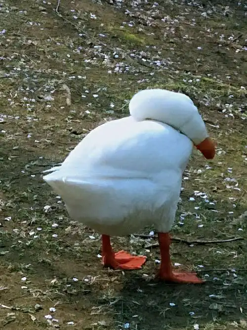 鹅的脖子有多灵活