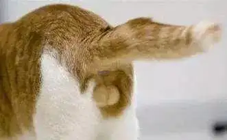 教你快速分辨小公猫和小母猫_蛋蛋