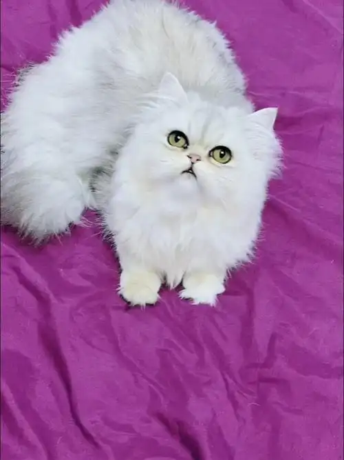 金吉拉和长毛银渐层上海