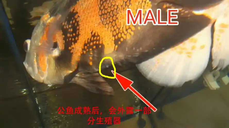 地图鱼鉴别公母的方法