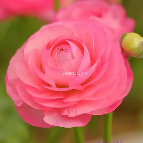 适合女人的唯美花朵微信头像