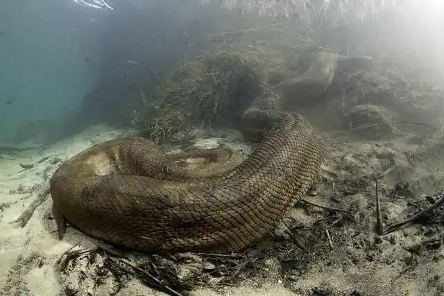 亚马逊森蚺是现今世界上最大的蚺无毒它仅生活在南美洲