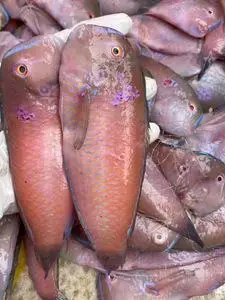 潮汕海捕新鲜深海红鹦哥莺歌鹦鹉鱼马头鱼隆头鱼500g广东四份包邮