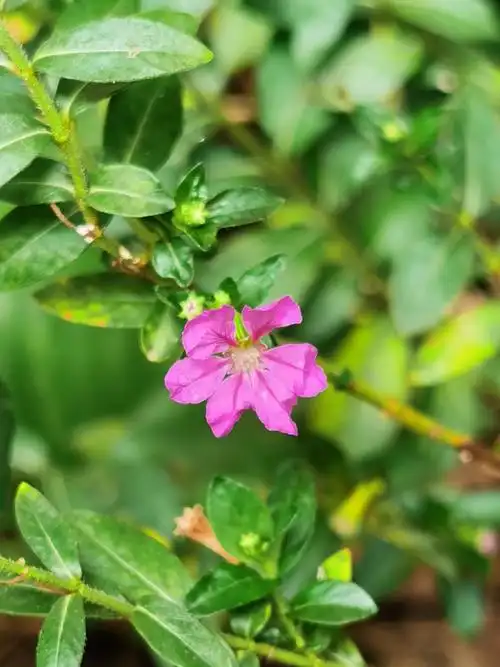 细叶萼距花(满天星)