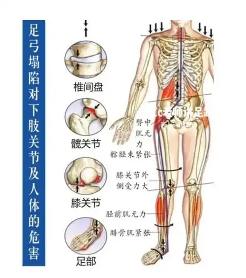 为什么男生的腿普遍比女生的细?