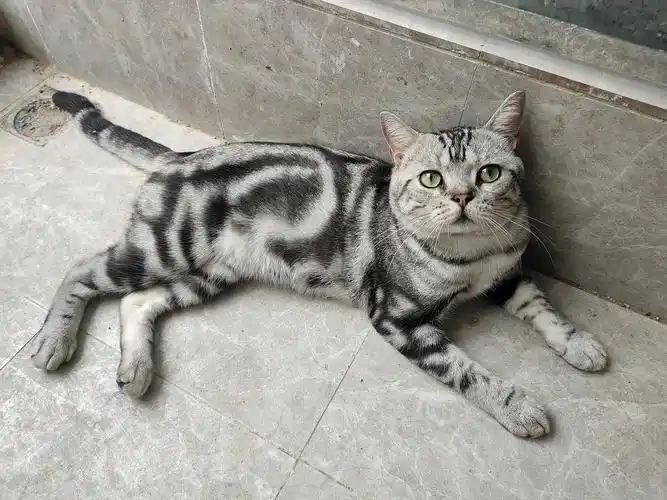 蓝白美短找家长领养 深圳宝安