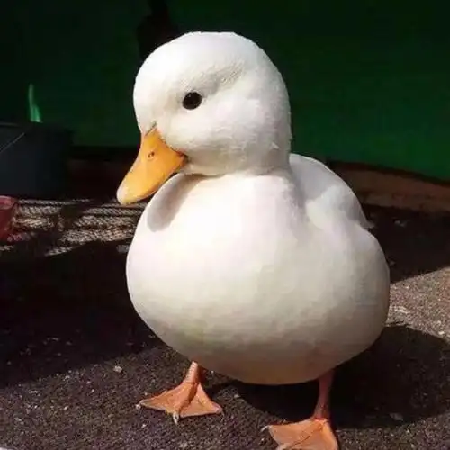 柯尔鸭活物苗青年可儿鸭可爱活体宠物一对幼鸭子活物宿舍宠物网红