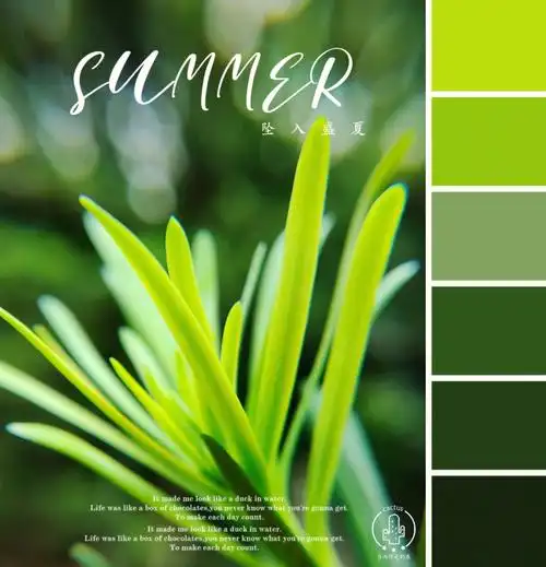 夏天的色彩