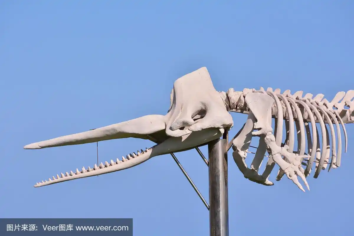 鲸鱼哺乳动物骨骼