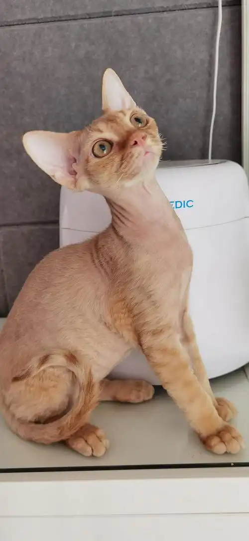 坐标北京黄虎斑德文弟弟家养