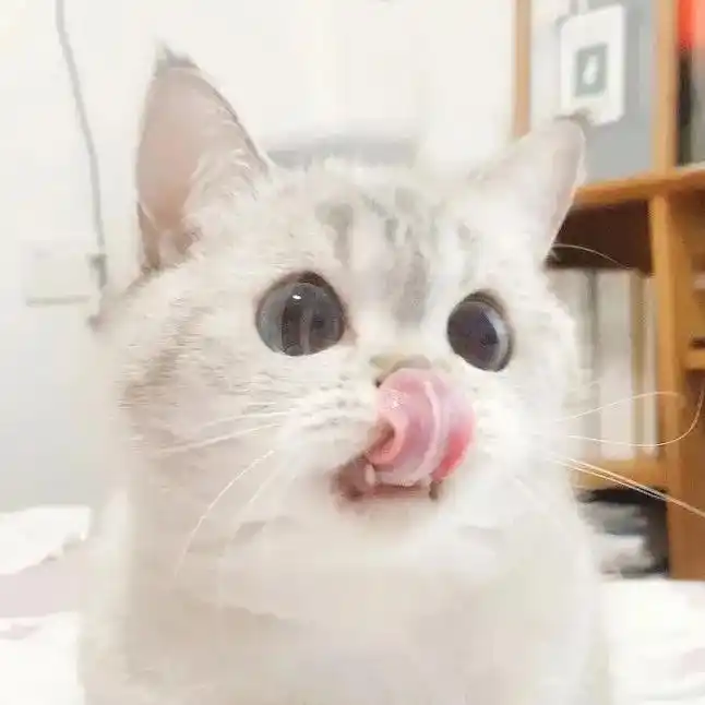 #头像 #猫咪 #惊愕表情 @抖音小助手 ღ💌ღ 我在人 - 抖音