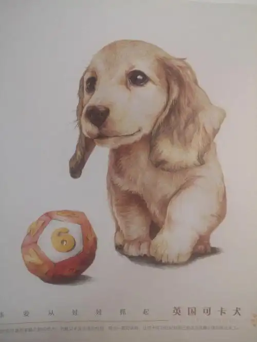 彩铅宠物之一只狗34英国可卡犬