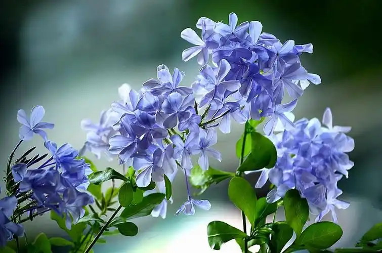 蓝雪花昙花喜半阴四,"朝北方向"阳台适合摆放的花位置坐于北方的阳台