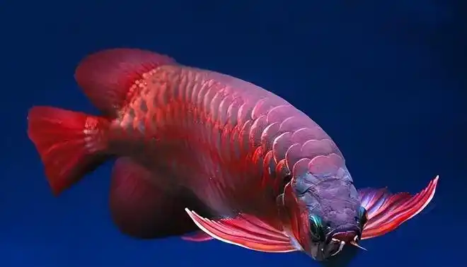 世界上最名贵的6个观赏鱼,最名贵的能换2栋别墅,你能认识几种_网易