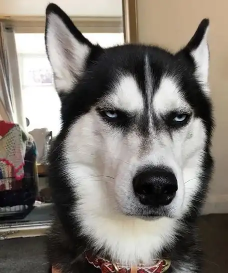 主人叫二哈撅屁股,然后在上面放这玩意,二哈大骂:你还想要家吗