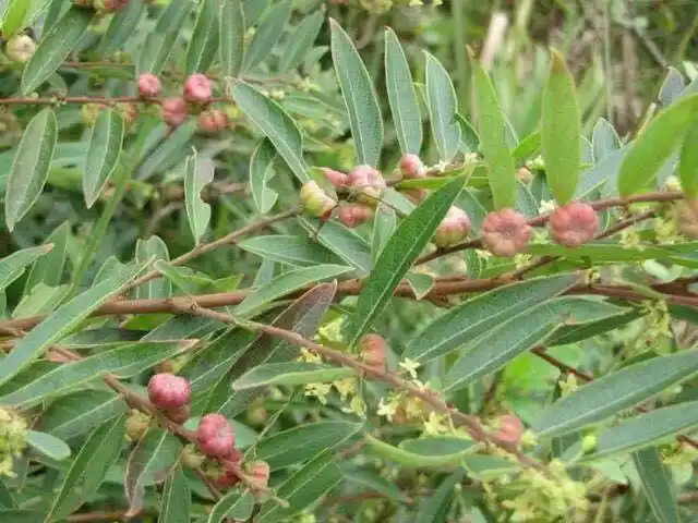 农村植物果实像"算盘子",其根是中药,价值高