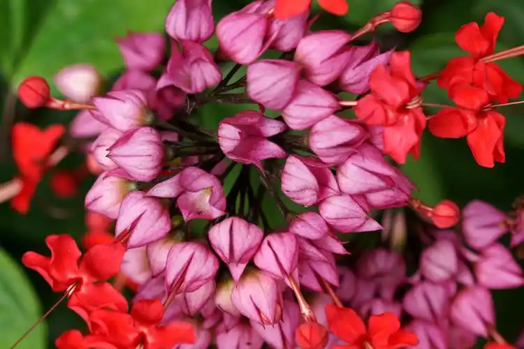 龙吐珠美艳绽放