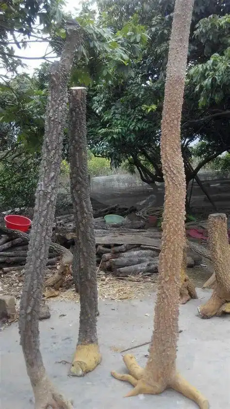 降龙木是什么树(甘肃降龙木是什么树)