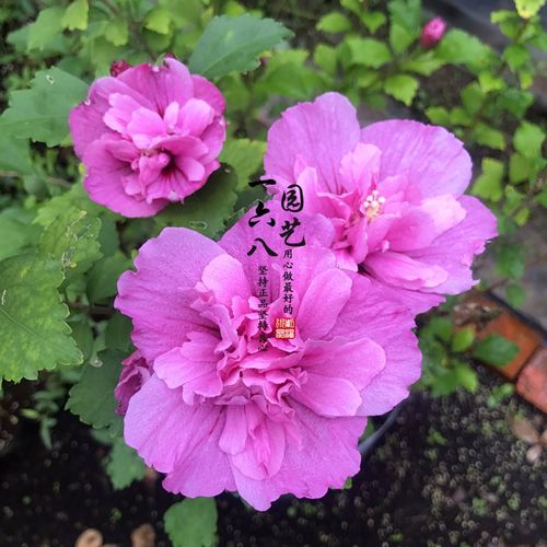 庭院植物重瓣大花牡丹木槿花阳台盆栽庭院绿植一六八园艺多季开花