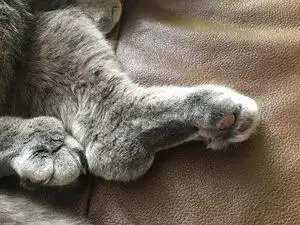 真相只有一个萌爪君被投诉了这次又是因为折耳猫