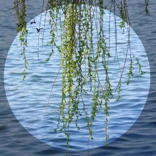 春日•春风拂柳 婀娜万千 - 美篇