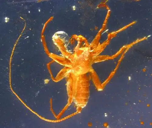 远古蜘蛛尾巴长