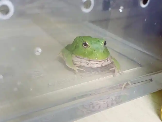 总有些惊奇的际遇比方说当我遇见你#角蛙#宇治角蛙