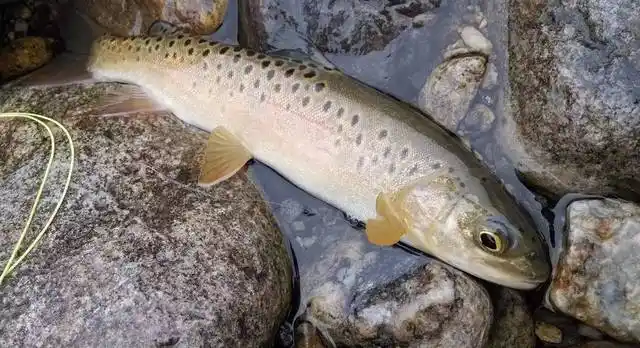 我国少为人知的淡水保护鱼类(1)