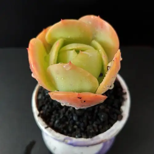 碧桃多肉 奶油碧桃 多肉植物 包子果冻 云南昆明梵花似锦多肉