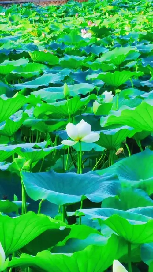 荷塘美景 一起享受大自然的美 治愈系风景 夏天的味道 好运莲莲