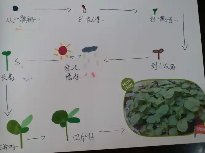 奔向春天----四(6)班自然笔记锦集