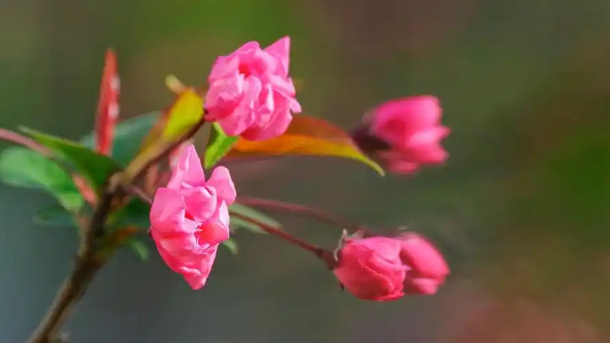 希望2021最美好幸福