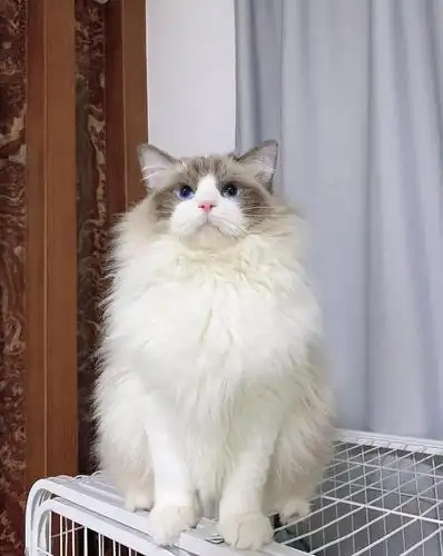 海双布偶弟弟 找家长