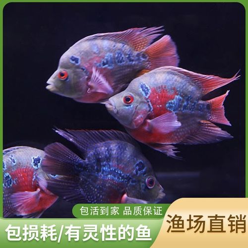 麒麟鹦鹉鱼元宝鹦鹉起头罗汉易活宠物鱼淡水鱼热带鱼观赏鱼苗