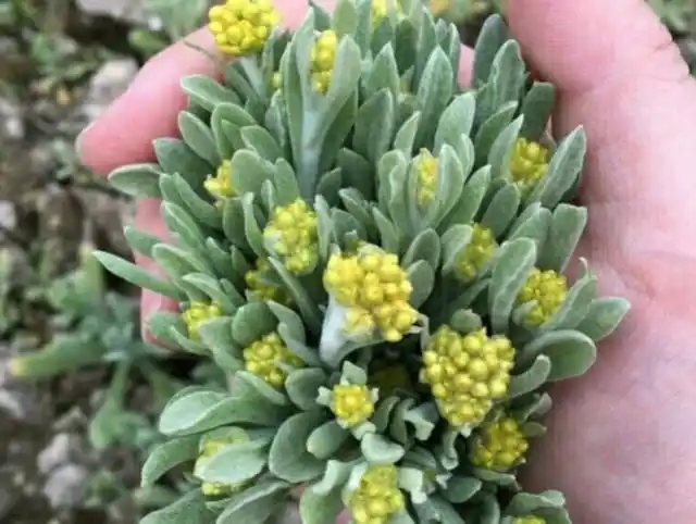 农村人称它"草中燕窝",清明前后遍地可见,药食两用遇到请珍惜