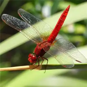 最稀有的蜻蜓头像,停歇的蜻蜓图片