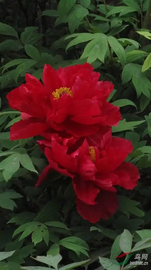 洛阳大红牡丹致五一