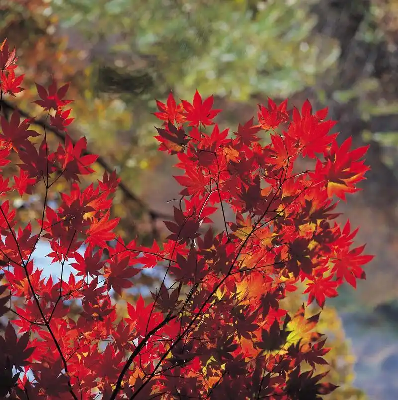 秋天的北京:红叶的盛宴与大自然的恩赐 秋天是北京最美的季节.