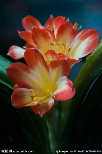 名贵之花君子兰,正在开放真好看!十大名花之一.