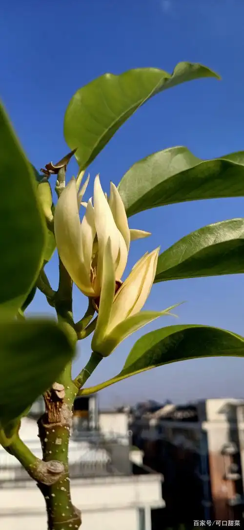 白兰花,一身正气留芳千古