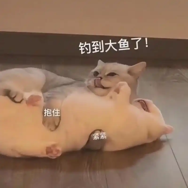 钓到大鱼了.#表情包 #猫咪表情包 #发给对象表情包 #表情 - 抖音