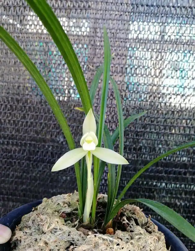 春兰传统名品素花——雪影,开花大气,花香浓郁,易开花还好养