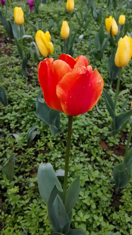 迈着轻盈的脚步走进春天里,这是龙里龙架山森林公园,我们畅游在花团锦