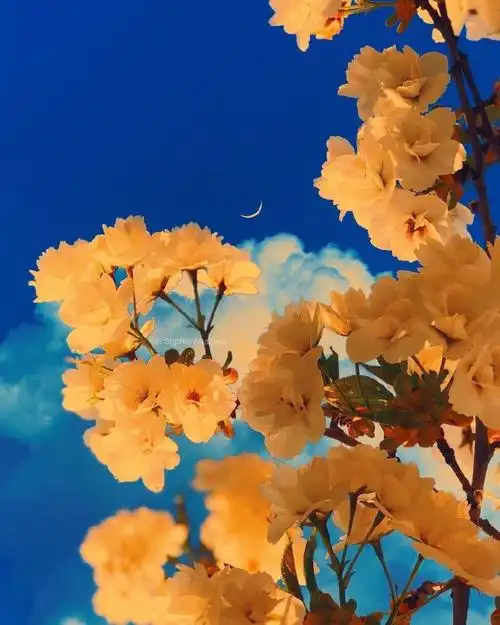 " 愿神明偏爱 一切从欢 " 一组治愈的背景图来啦 「 sophia