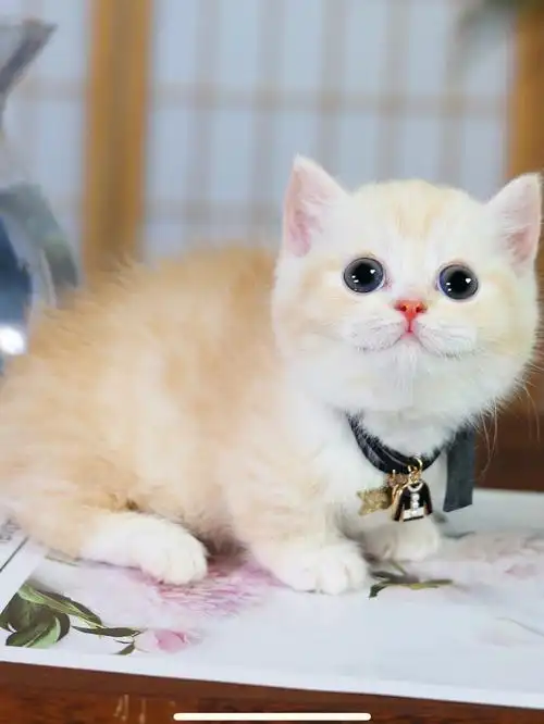 凯米尔色曼基康矮脚弟弟