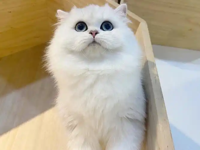 长毛银渐层超级漂亮的哦